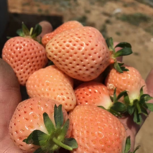 潍坊日本淡雪草莓苗 橙色果肉 粉玉1号草莓苗 粉玉2号草莓苗