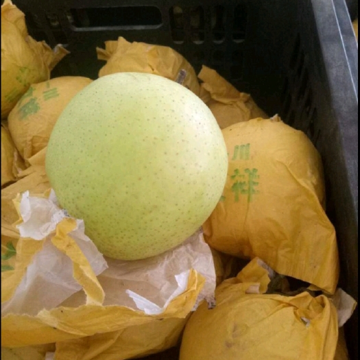 砀山县青皇冠  套袋皇冠  圆黄  秋月梨大量供应