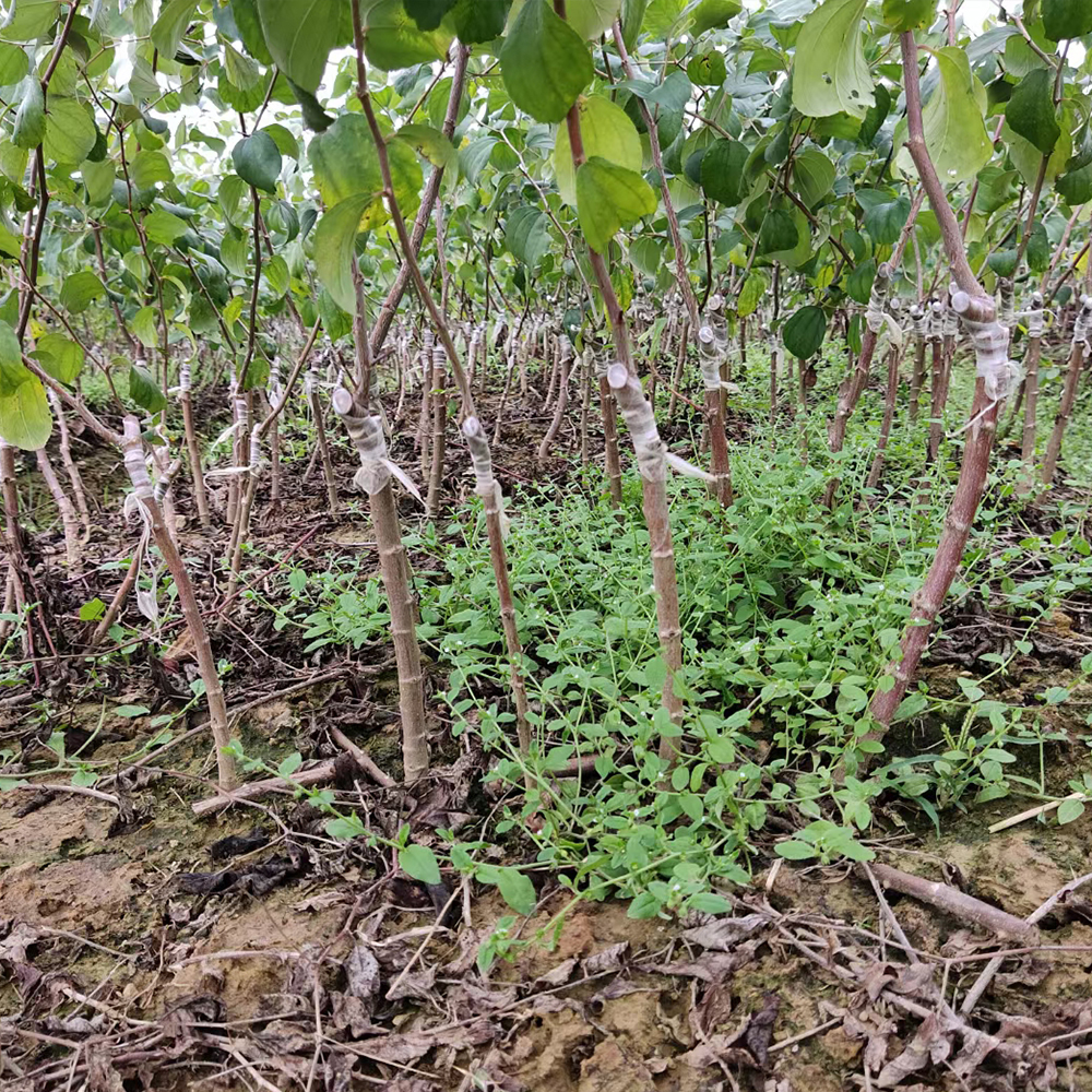 青枣苗   苹果枣苗 牛奶青枣树苗