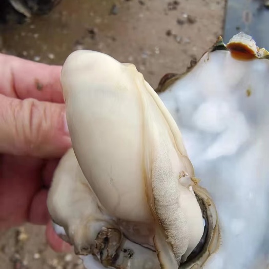 北海白蚝（脆蚝）批发