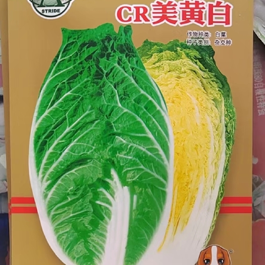 成都黄心大白菜种子
