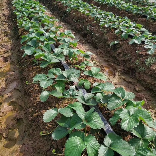 鄄城县草莓滴灌带 草莓种植用微喷带水肥一体化
