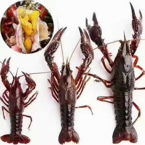 荆州小龙虾
