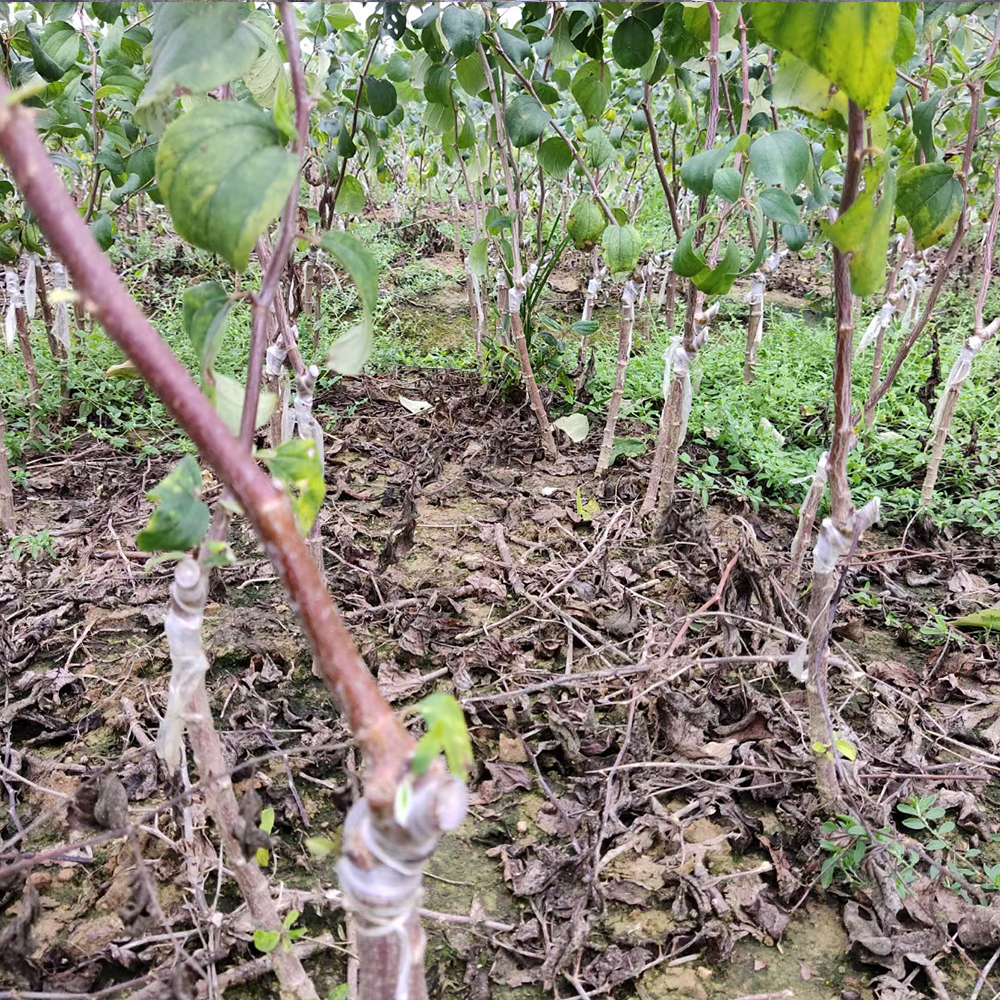 青枣苗   苹果枣苗 牛奶青枣树苗