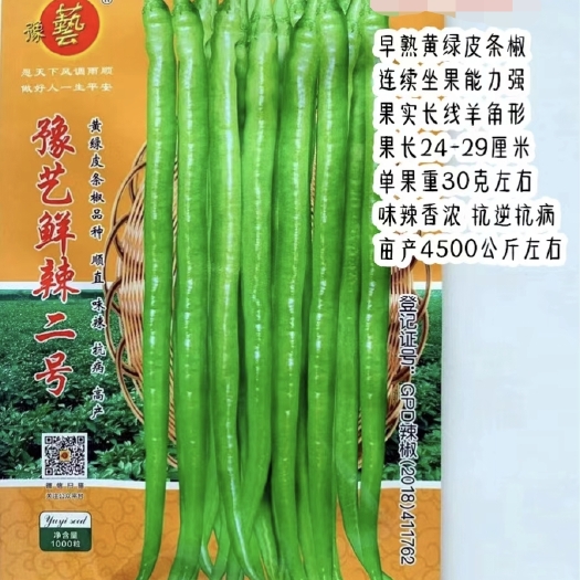 扶沟县豫艺鲜辣二号早熟黄绿皮线椒种子几乎节节有果抗病性强抗逆性