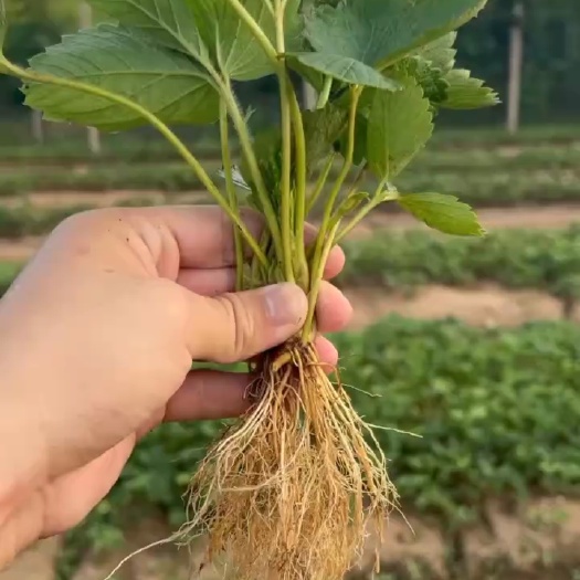 保山四季 奶油 甜宝 草莓苗 场地直供