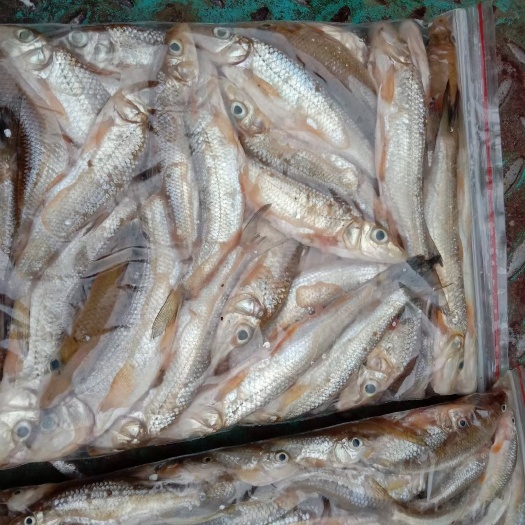 黑河虫虫鱼
