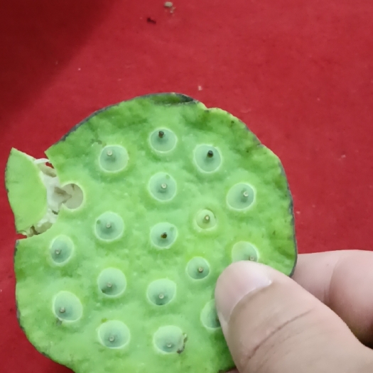 孝感莲蓬