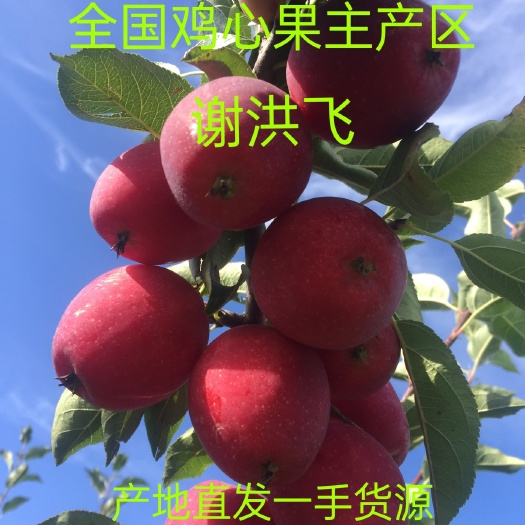 西丰县鸡心果锦绣海棠全国主产区
