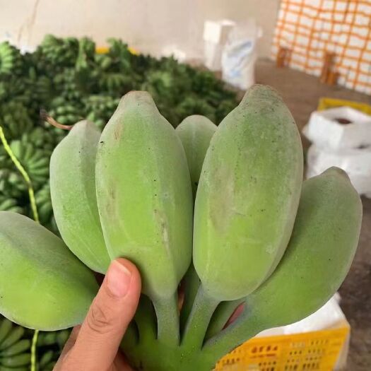 广西自产产地苹果蕉,一件代发包邮!