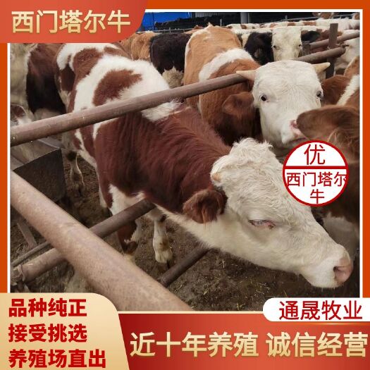 科左中旗内蒙古通辽长年出售品种肉西门塔尔肉牛犊  质量好  价格便宜
