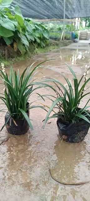 中山市大叶麦冬草
