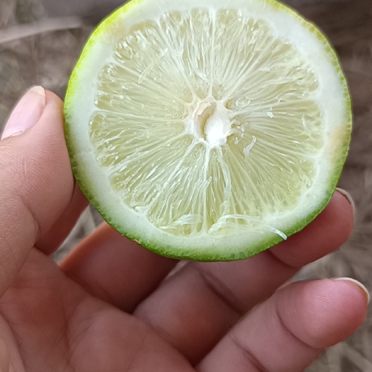 南宁广东香水柠檬