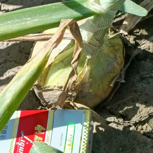 永昌县早熟黄葱早迪亚