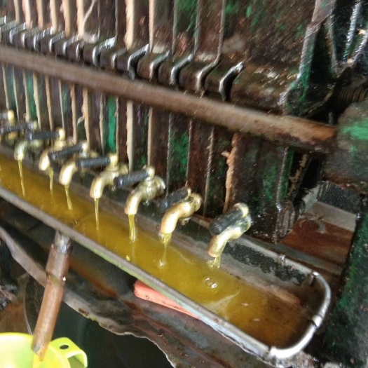 东源县出售高山茶籽油