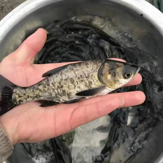 广州大头鱼苗  花鲢鱼苗  胖头鱼苗