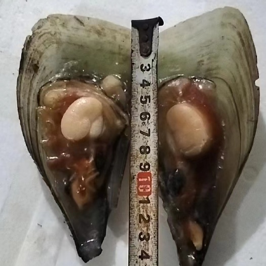 带子 半壳带子 江瑶贝