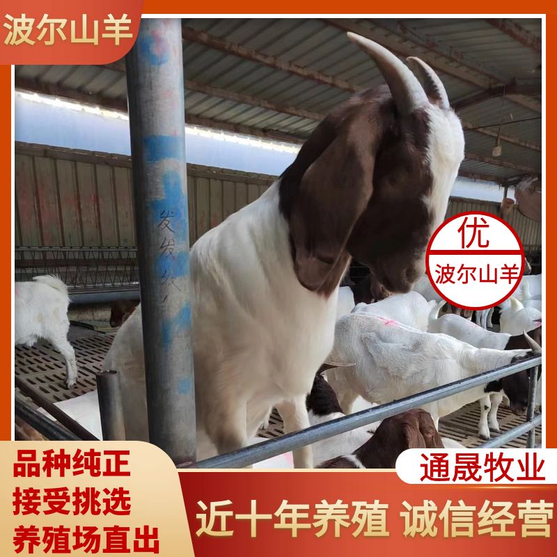 台前县常年出售波尔山羊  品种齐全质量好  价格便宜  欢迎选购