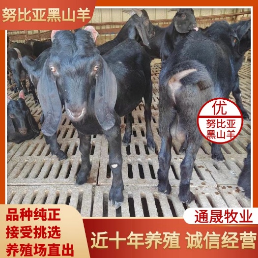 大耳朵努比亚黑山羊  品种纯质量优良  可视频选羊 免费送货