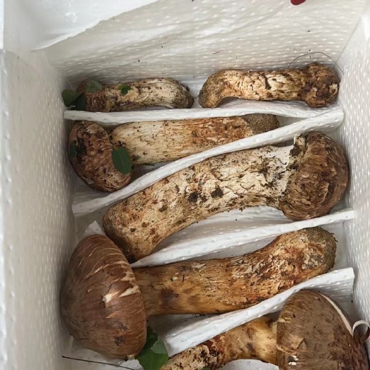 长春鲜松茸