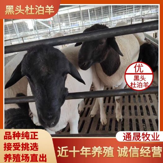 梁山县长年出售黑头杜泊绵羊  质量好价格便宜 欢迎朋友选购免费送货