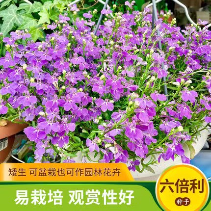 沭阳县六倍利花种子维埃拉四季开花垂吊型半边莲室内阳台盆栽丸化花卉籽