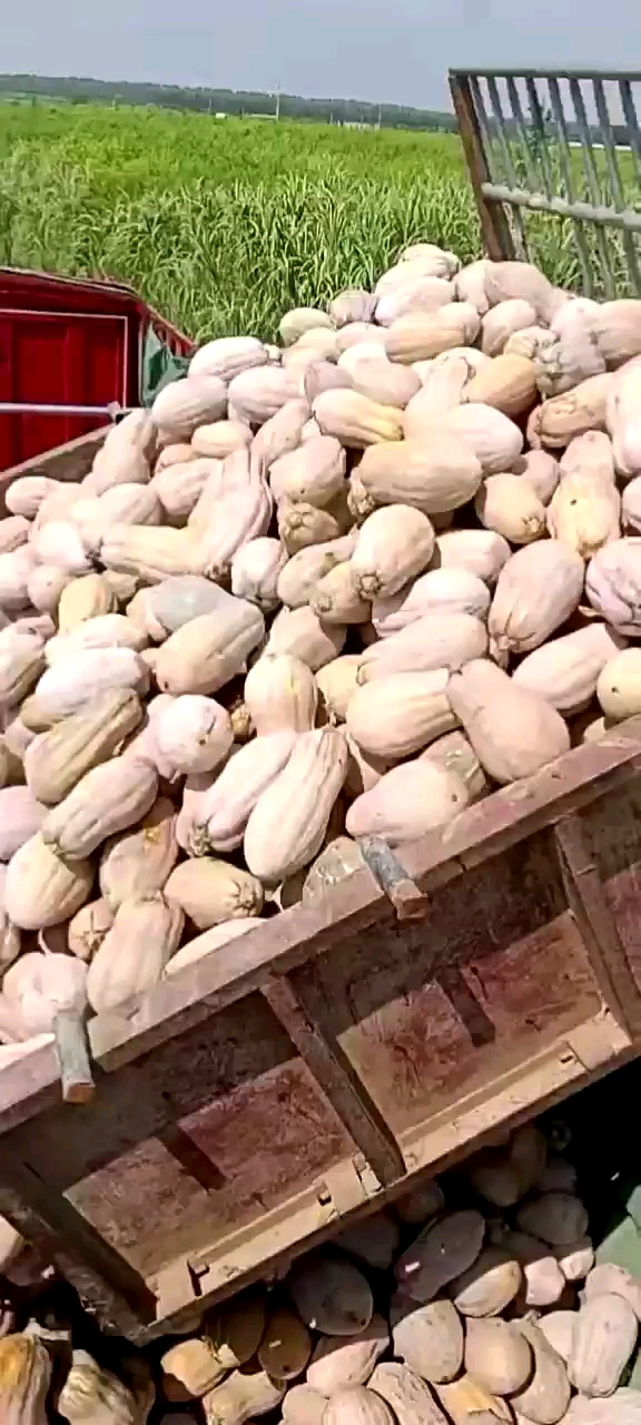 精品娃娃密小南瓜基地直销，诚信经营质量有保障