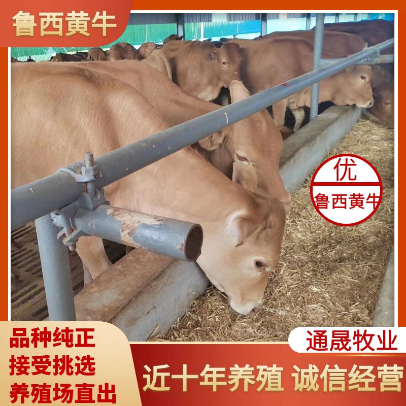 长年出售改良肉牛犊  西门塔尔 鲁西黄牛 价格便宜  质量好
