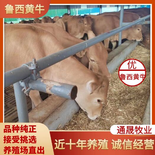 梁山县长年出售改良肉牛犊  西门塔尔 鲁西黄牛 价格便宜  质量好