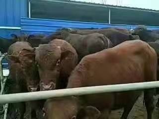 麻城市放养利木赞肉牛好品种