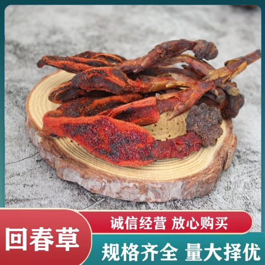 亳州云南回春草产地批发  顶天柱 草苁蓉散装批发不老草泡酒泡水