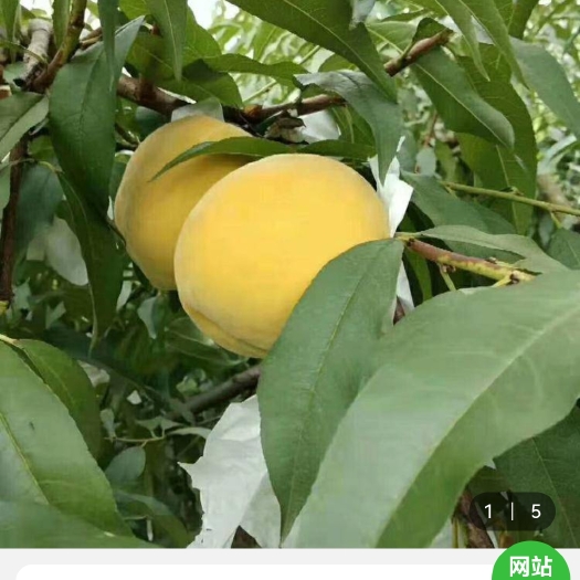 芷江县湖南高山黄桃