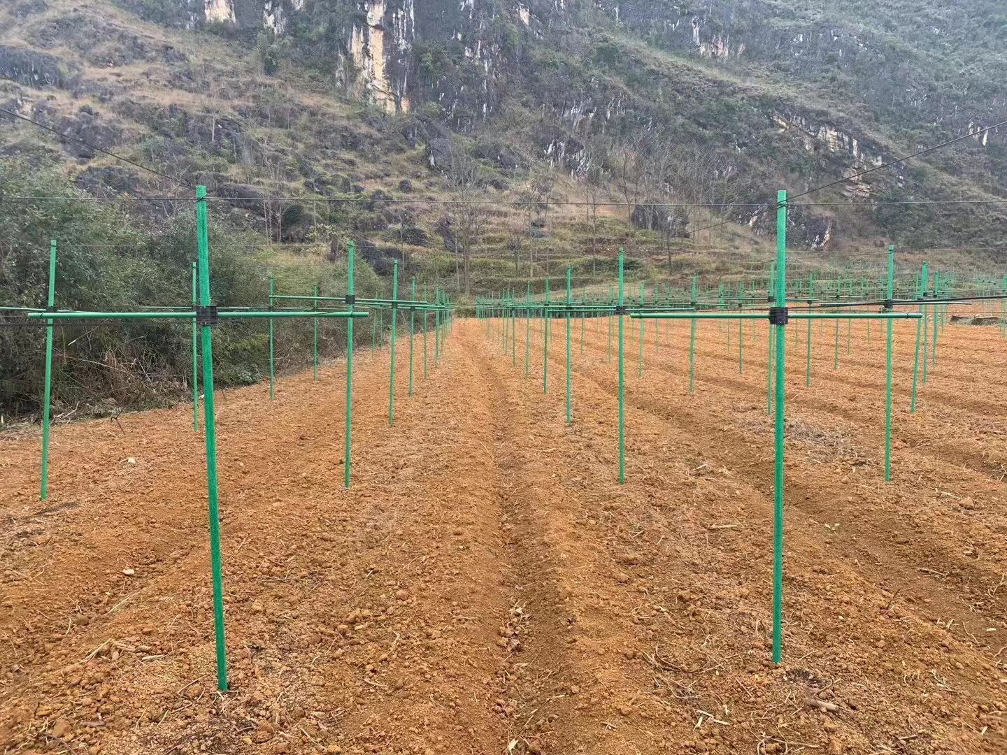 【厂家直销】树木支撑杆百香果支撑架玻璃纤维管农业包毡苗木爬