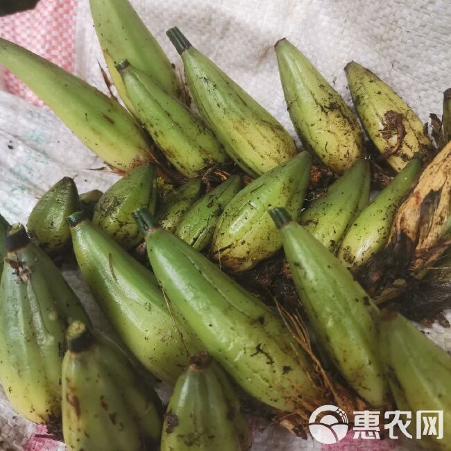 现采大果石橄榄,石仙桃,果上叶煲汤,中草药材