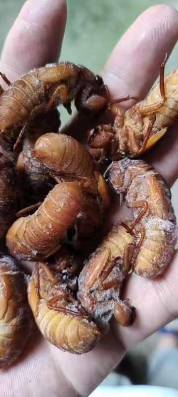 合肥竹林蝉蛹金蝉白蝉