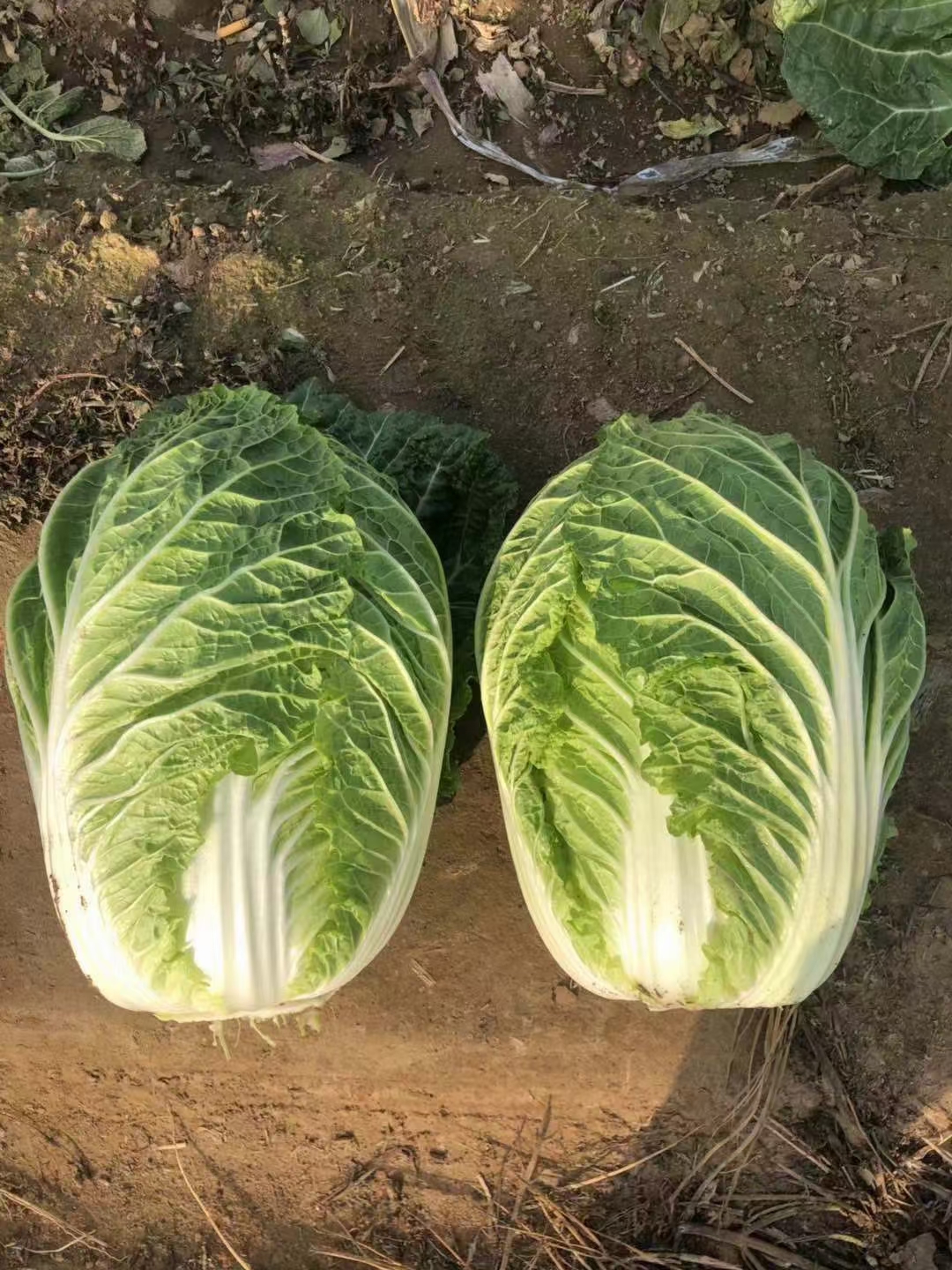 黄心白菜苗泽鸿黄芯白菜苗