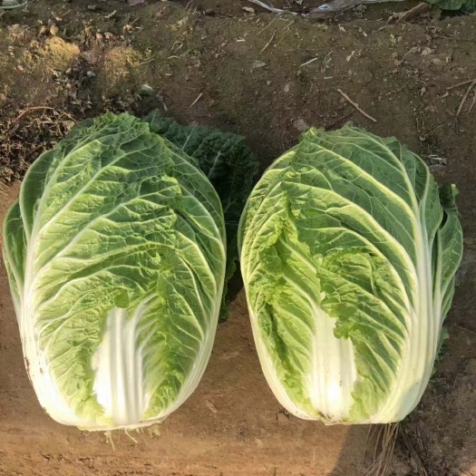 黄心白菜苗泽鸿黄芯白菜苗