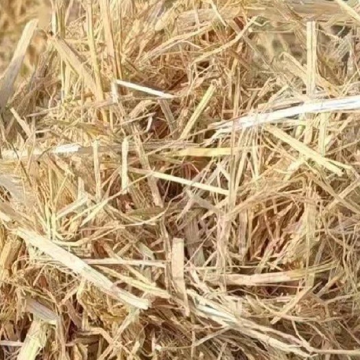 稻草  柔丝稻草