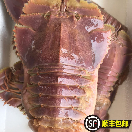 日照4斤包邮海捕琵琶虾 新鲜九齿扇虾 虾姑排毛缘扇虾东方大虾