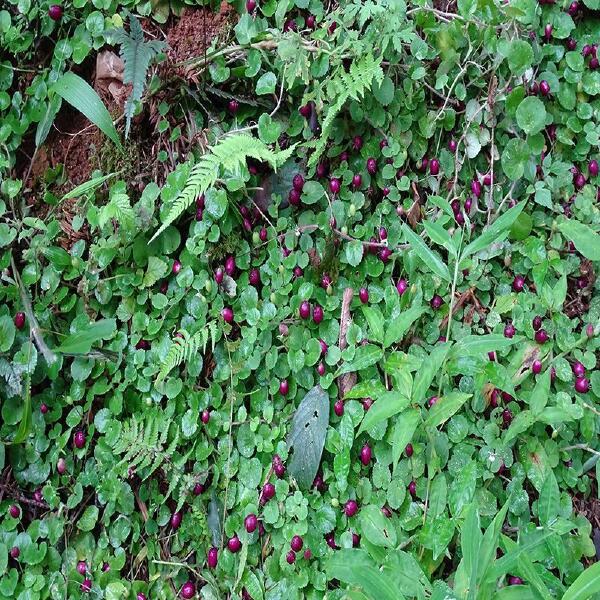 贵州铜锤玉带草 地茄子草 扣子草 马莲草 地浮萍 鲜品