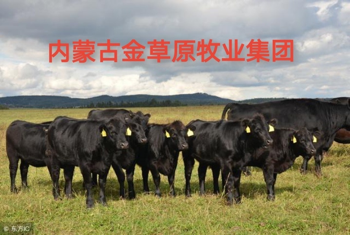 和林县内蒙古金草原牧业集团常年出售肉牛