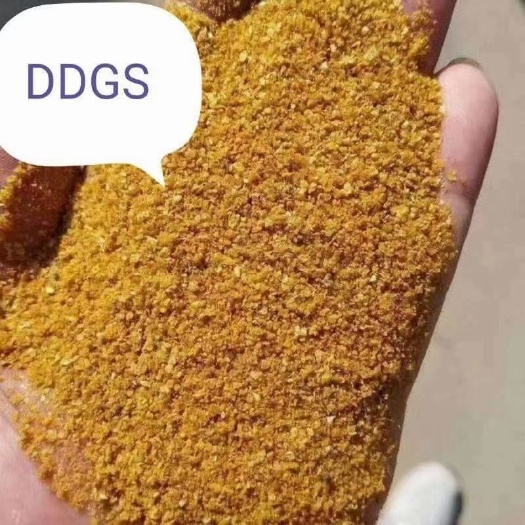 石家庄玉米酒糟DDGS  厂家直供
