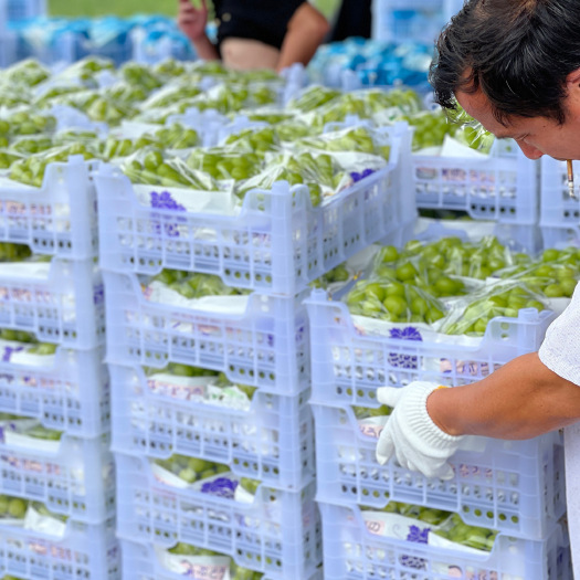 潜江市现摘现发精品大果单串2斤左右