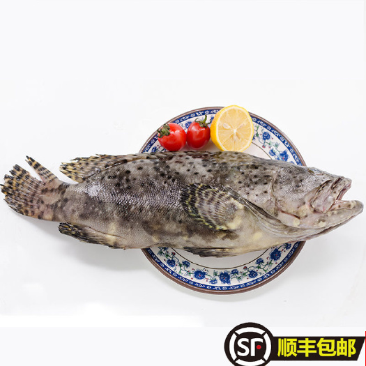 日照3条顺丰包邮石斑鱼龙胆石斑鱼珍珠龙胆石斑鱼龙趸鱼大石斑深海鱼
