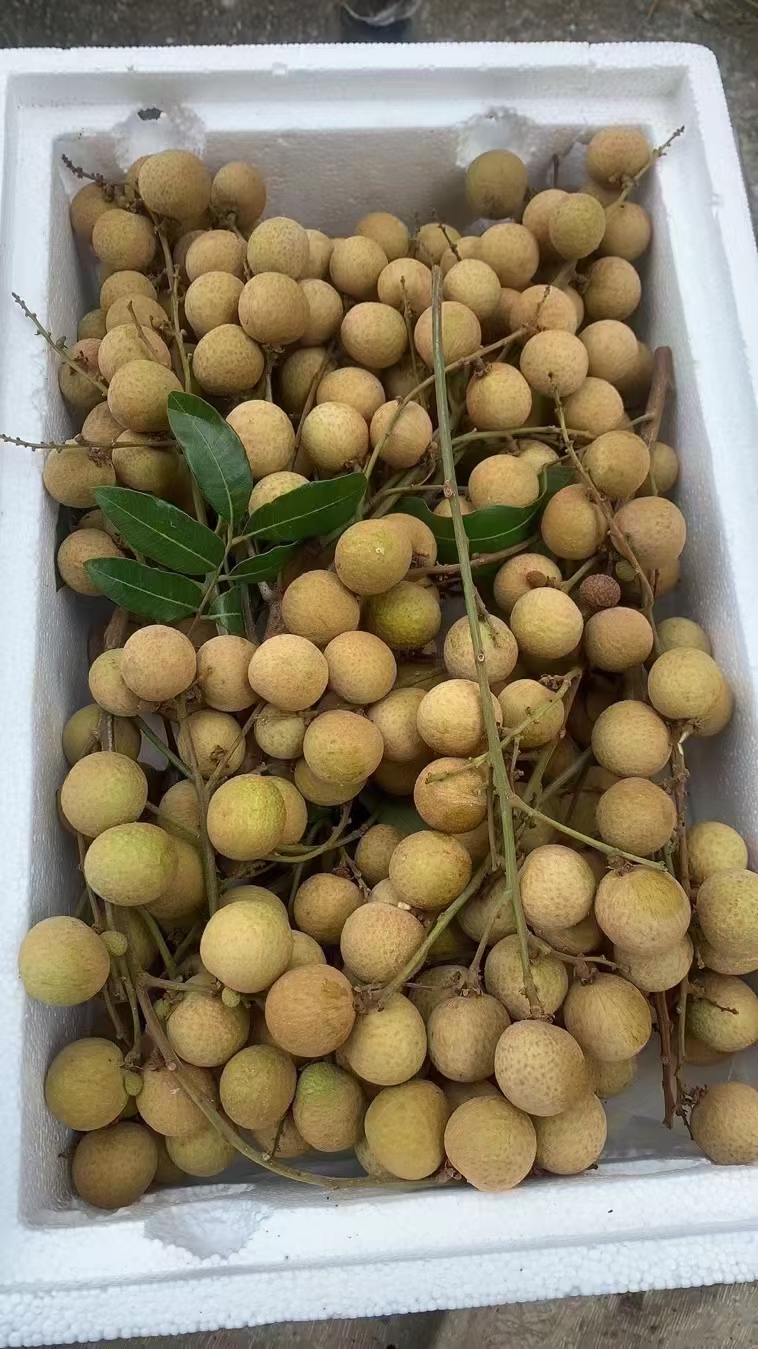 广东广州从化高山石硖龙眼