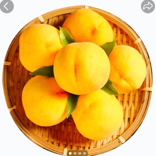 松桃县松桃苗岭黄桃