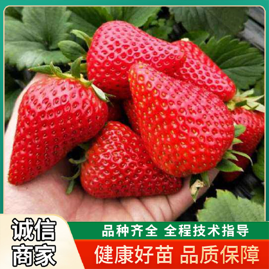 诸城市隋珠草莓苗 脱毒苗红颜 章姬妙香苗圃直销量大优惠顺丰保湿邮寄