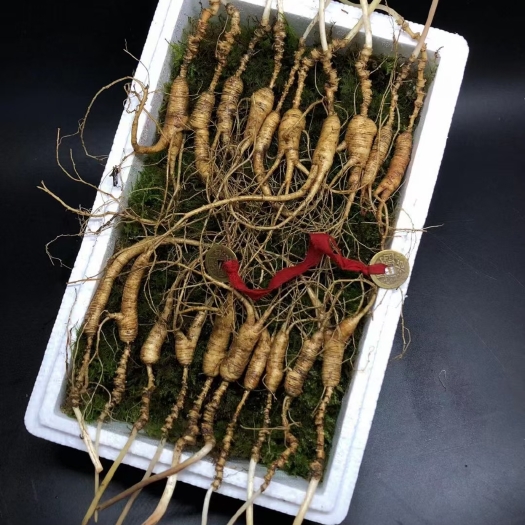 通化县精选播籽山参，须好卢长，每份20颗，重100克，打包598
