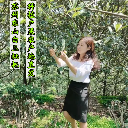 苏州实惠小果.正宗苏州东山白玉白沙枇杷果农直销新鲜采摘