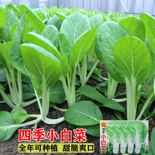 成都四季小白菜种子客家甜白菜种籽本土农家菜园青菜阳台盆栽蔬菜种孑